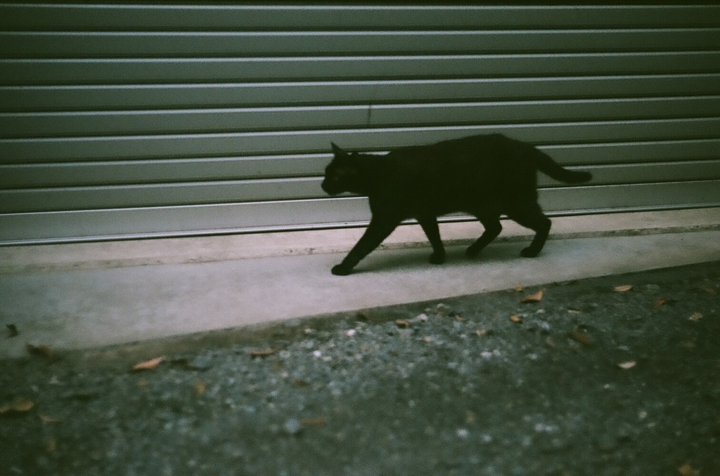 黒猫