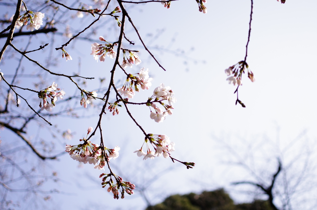 桜