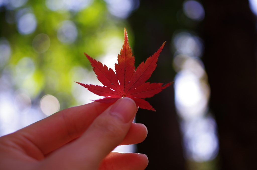 紅葉3