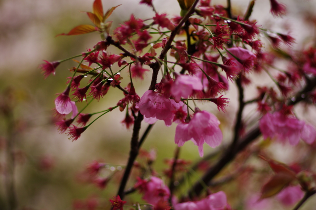 桜2