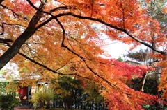 京都。宝厳寺