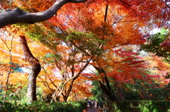 京都・嵯峨野