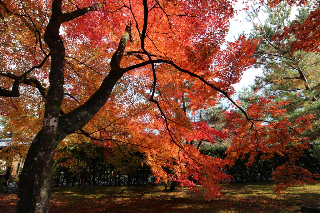 京都・宝厳寺