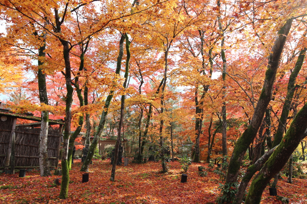 京都・宝厳寺