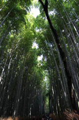 京都・嵯峨野