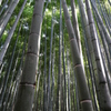 京都・嵯峨野