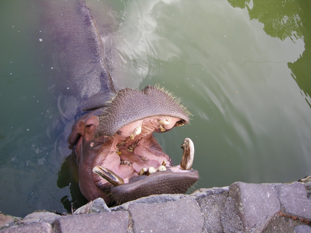 進撃のカバさん