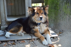 番犬