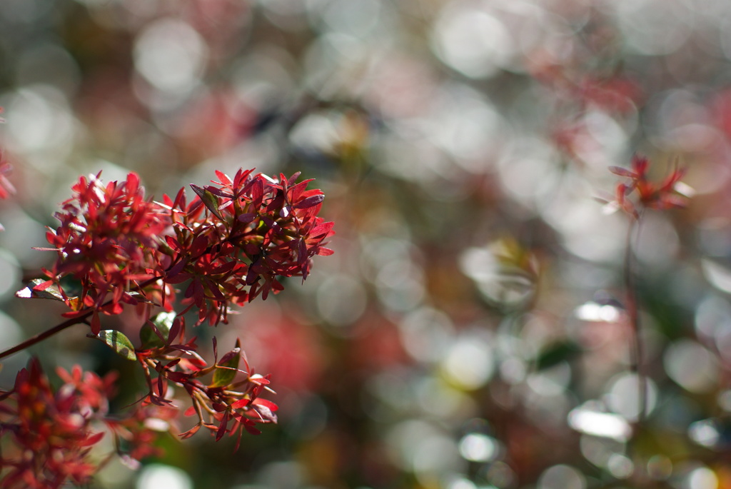 桜之宮公園