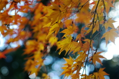 桜之宮公園