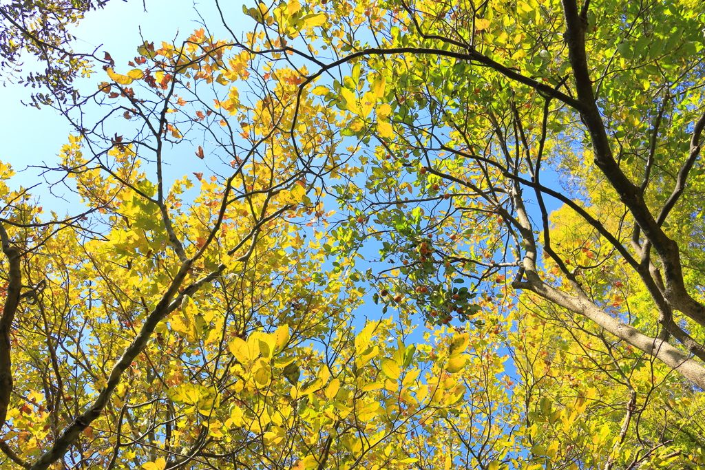 Autumn！！