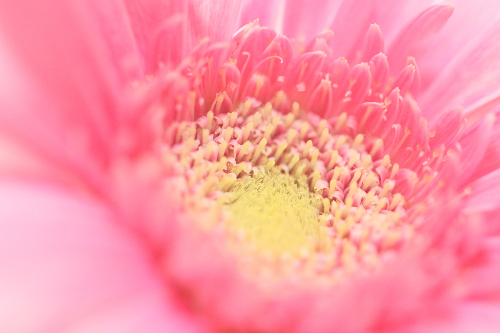 彩
