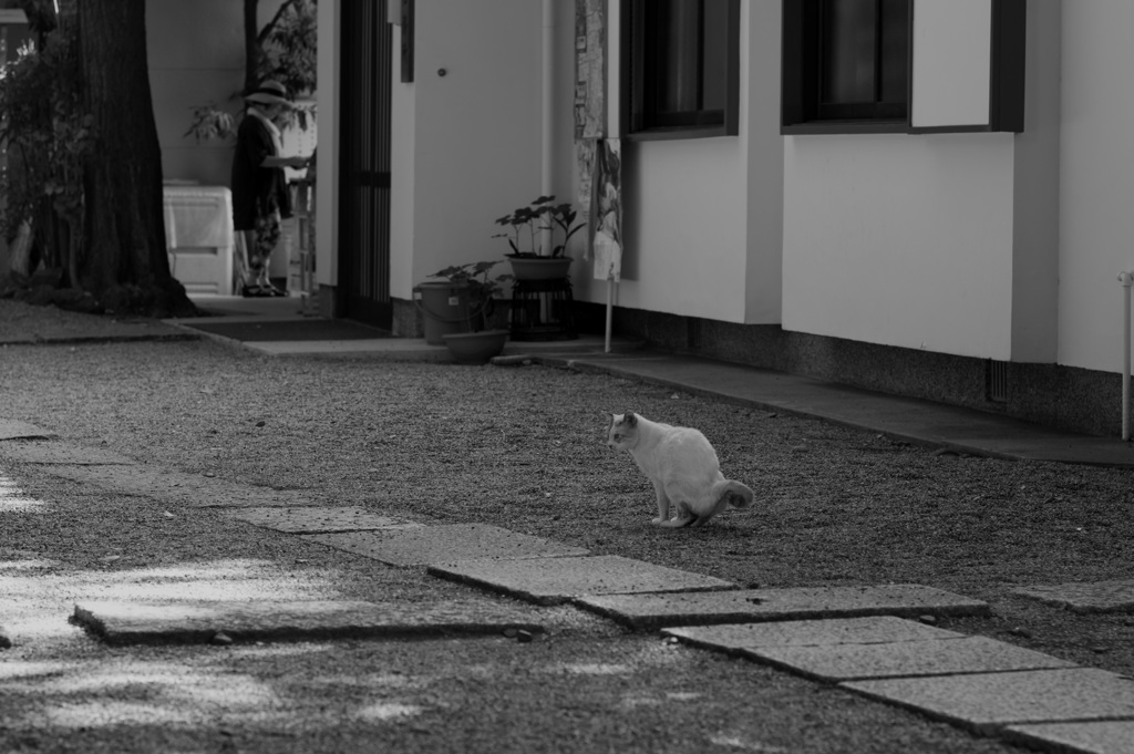 ねこと麦わら