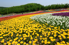 滝野すずらん公園チューリップフェスタ