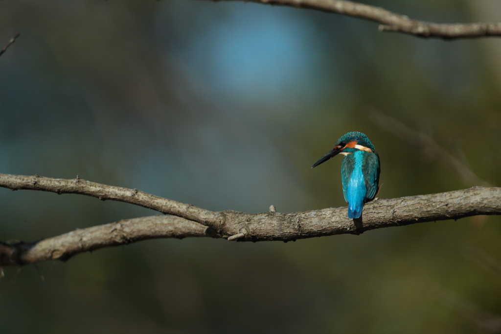 カワセミブルー