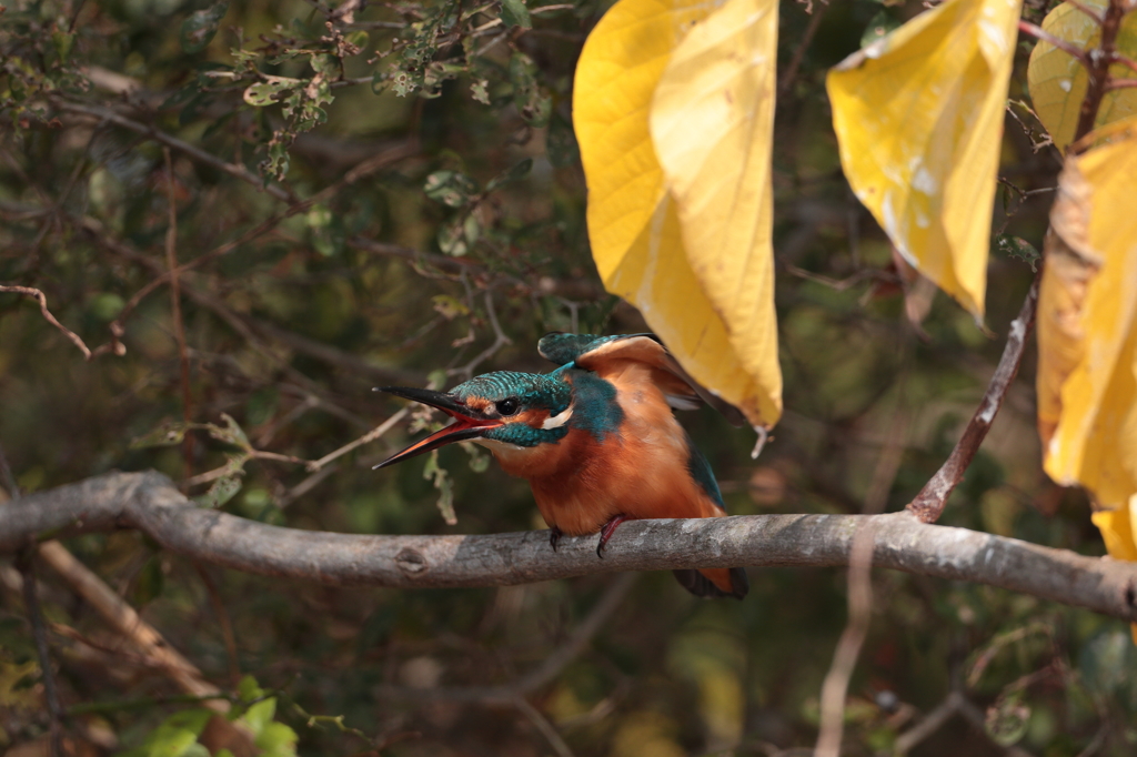 カワセミ。びゅ〜〜ん♪