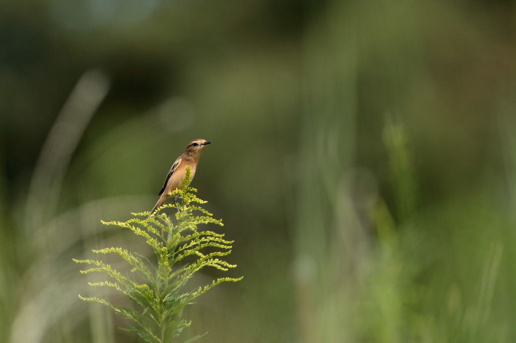 セイタカノビタキ