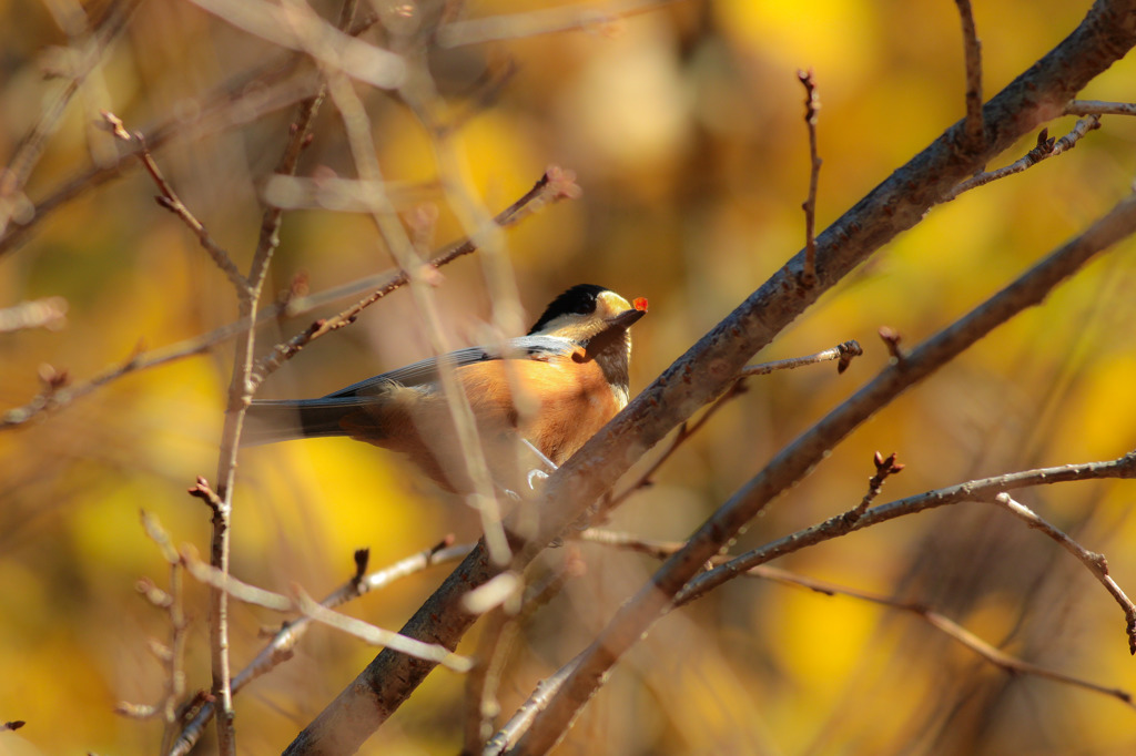 ﾔﾏｶﾞﾗちゃん