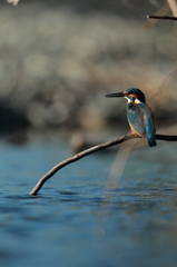 カワセミブルー2