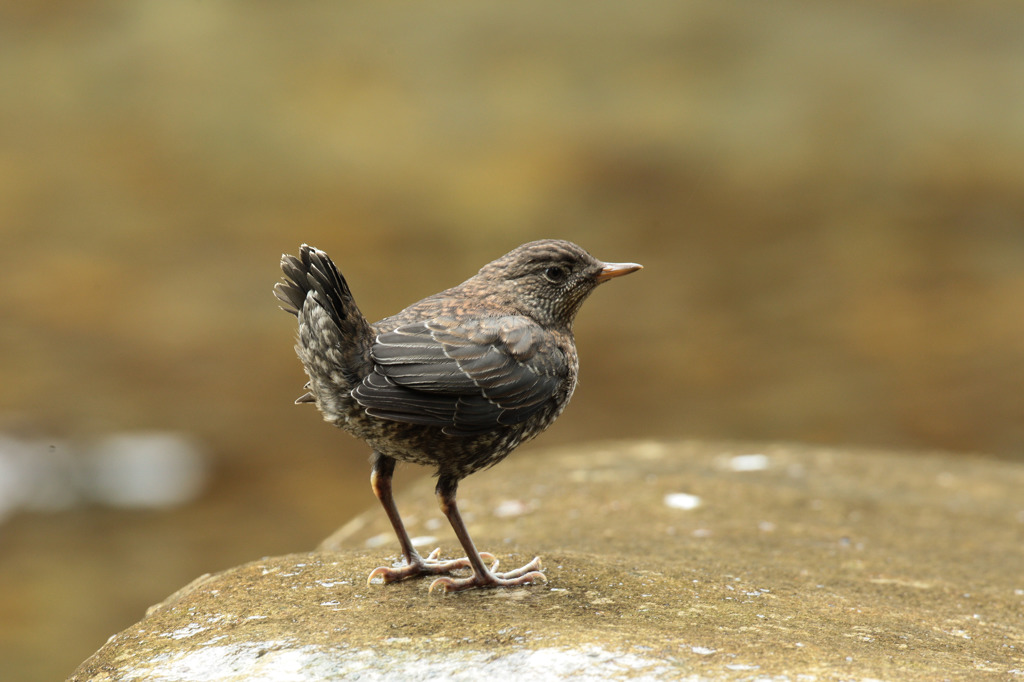 カワガラス雛