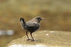 カワガラス雛
