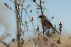 ﾌｧﾝﾀｼﾞｰもんちゃん