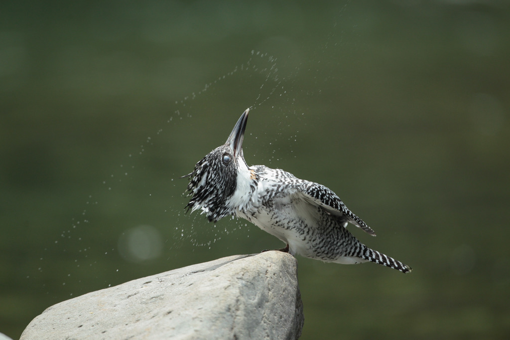 水芸鳥ヤマセミ 