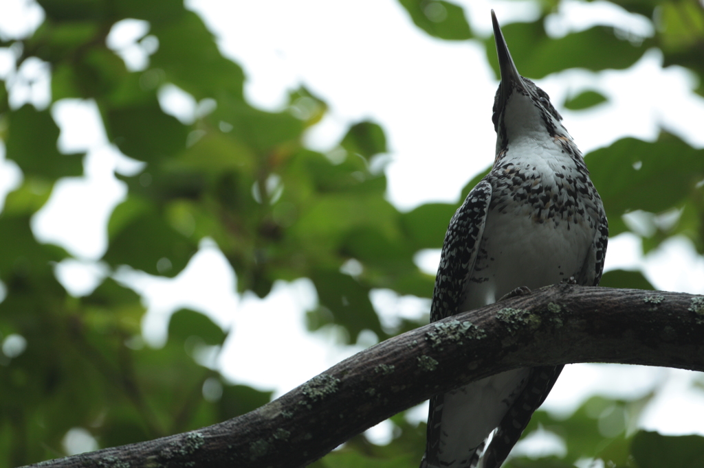 撮ったまんまのヤマセミ