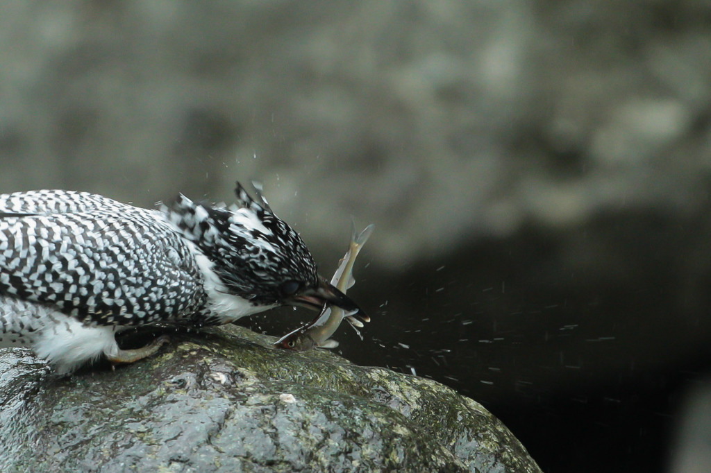 即殺…ヤマセミ