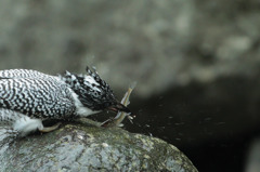 即殺…ヤマセミ