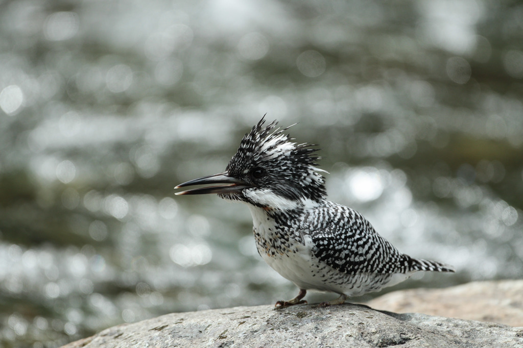 逆光ヤマセミ(ﾉｰﾄﾘversion)