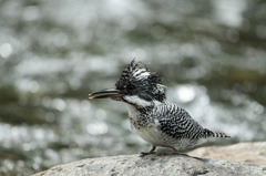 逆光ヤマセミ(ﾉｰﾄﾘversion)