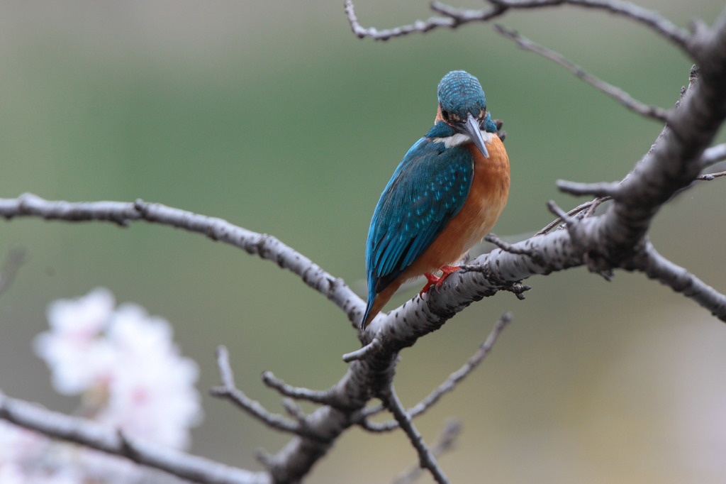 お花見カワセミ3