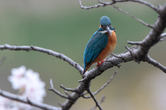 お花見カワセミ3
