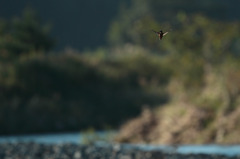 ｶﾜｾﾐの棲む河原