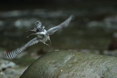 ピンが…ヤマセミ