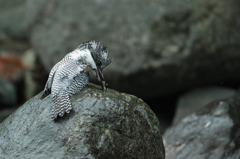 掻くの？叩くの？…ヤマセミ