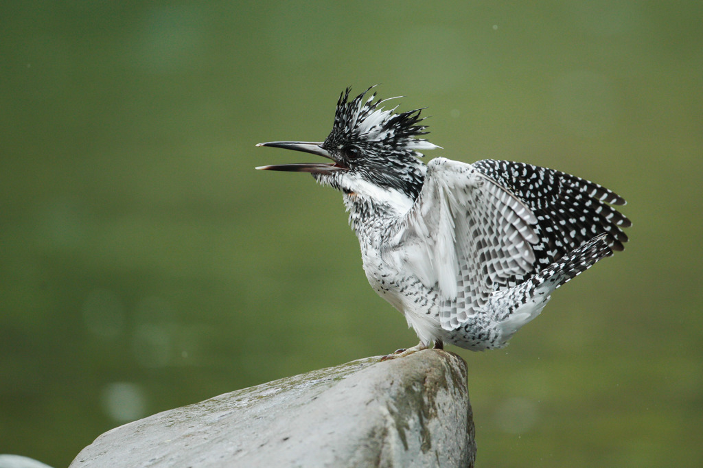 お気に入りのヤマセミ