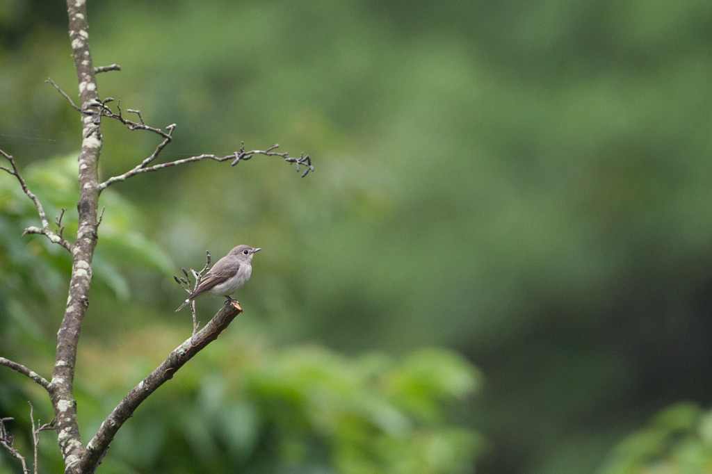 ｺｻﾒﾋﾞﾀｷ