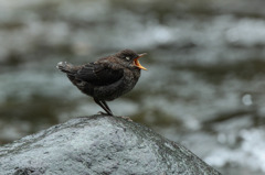 カワガラス雛