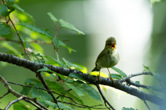 ﾒﾎﾞｿﾑｼｸｲ