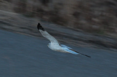 ハイイロチュウヒ雄