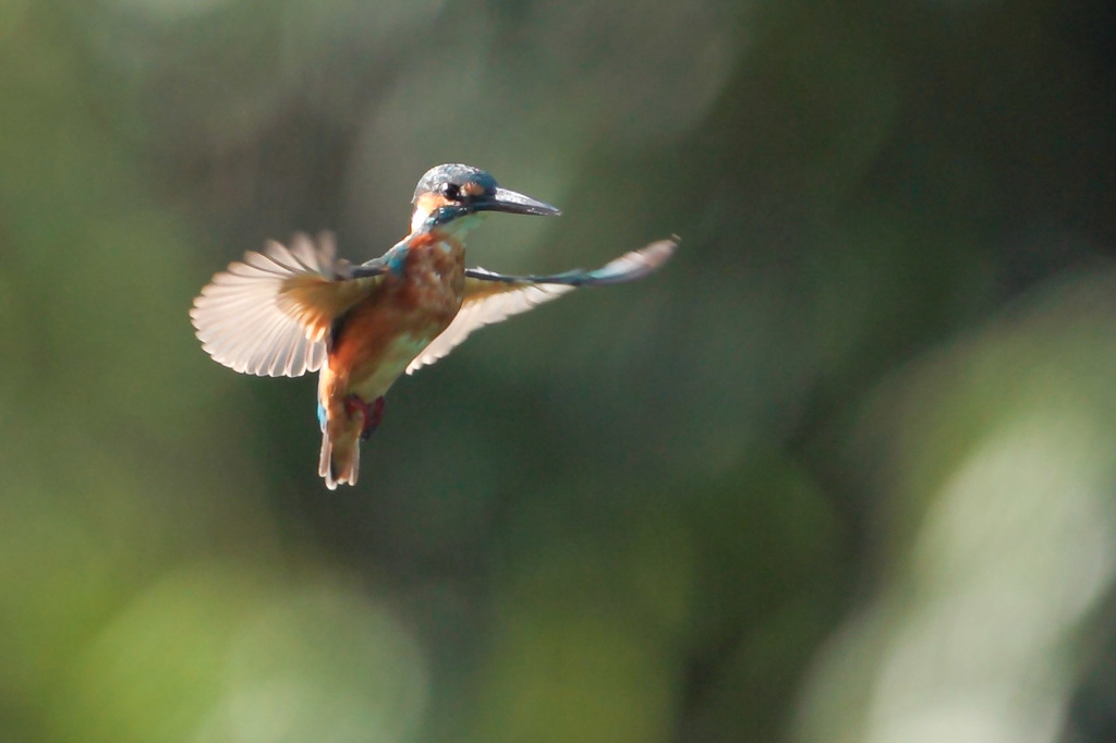ｶﾜｾﾐ(朝日を浴びて)
