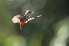 ｶﾜｾﾐ(朝日を浴びて)