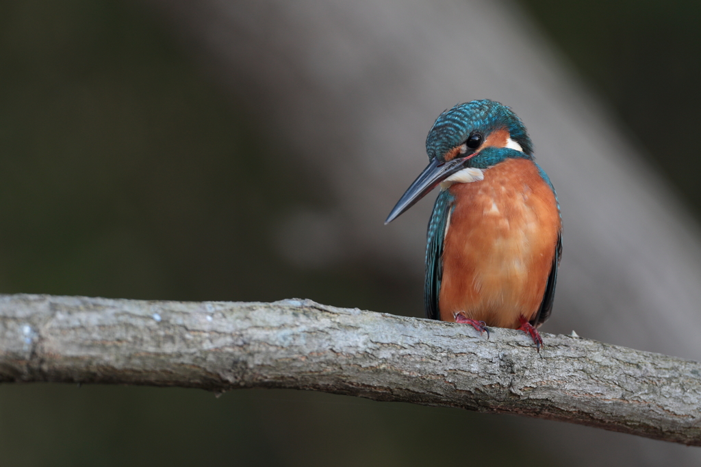 カワセミ。海●蔵ポーズ