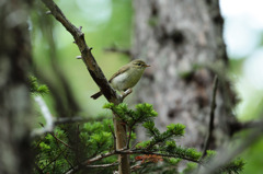 ﾒﾎﾞｿﾑｼｸｲ