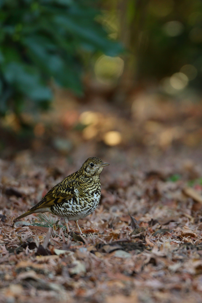 トラツグミ