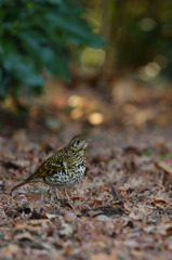 トラツグミ