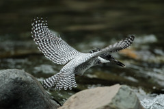 ヤマセミ(ﾉｰﾄﾘversion)