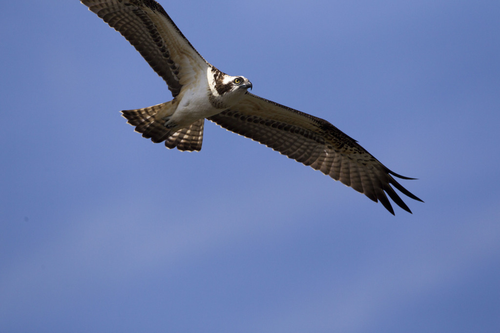 はみ出しミサゴ